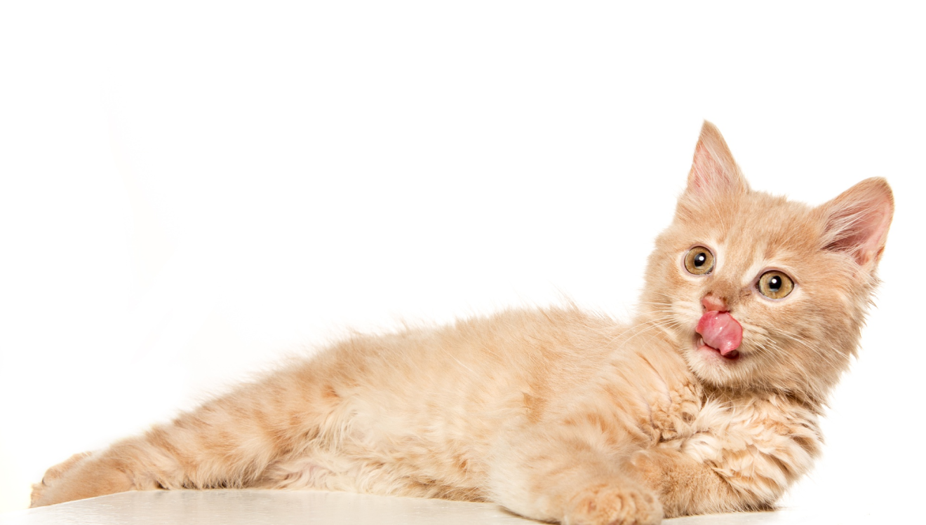 Pet